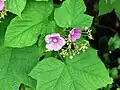 Ronce odorante (Rubus odoratus)