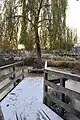 Le saule pleureur avec la grenouillère sous la neige