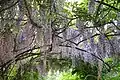 La glycine de Chine (Wisteria sinensis)