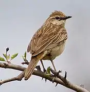 photo de Cincloramphus mathewsi