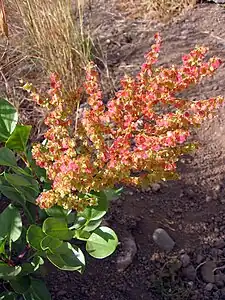 Inflorescence en épi.