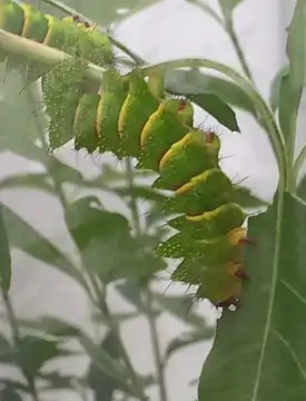 Chenille.