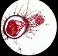 Après maturation, un cléistothèce de Microsphaera (en) libère des ascospores (vue au microscope).