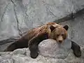 Ours brun (Ursus arctos) au zoo de Korkeasaari.