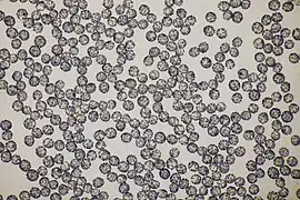 Spores.