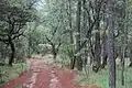 Chemin. Sierra Mazati ou Rancho Mazati (es).