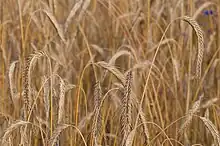 Épis de seigle en Rhénanie