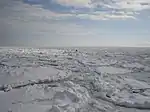 Vue rapprochée sur une banquise : plusieurs petits floes arrondis sont séparés par de la neige fondante ou du sorbet. (Oiseau en bas à droite pour l'échelle).