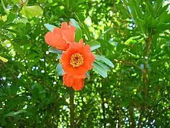 Fleur de grenadier.