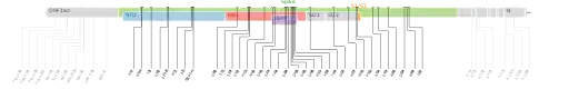 Les mutations du variant Omicron sur une carte génomique du SARS-CoV-2