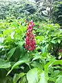 Megaskepasma erythrochlamys au Jardin Botanique de Singapour