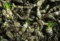 Iris imbricata - Rhizomes