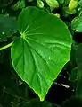 Feuille