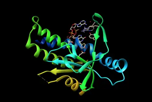 Protéine STING liée au GAMPc (en haut sur l'illustration) (PDB 4KSY).