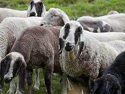 Moutons de Saas dans un marché en plein air de la vallée de Saas.