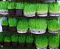 L’herbe de blé, l’un des objets de Haft-Sîn.