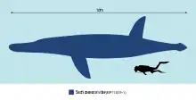 Comparaison des tailles Sachicasaurus vitae et plongeur humain.