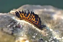 Placida cremoniana