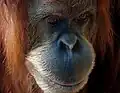 En Asie du Sud-Est, la destruction et fragmentation des forêts est la première cause de disparition de l'orang-outan