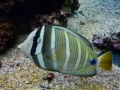 Zebrasoma veliferum
