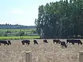 Paysage avec des taureaux.