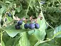 Baies mûres de Gaultheria shallon.
