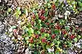 Salix polaris près de Reinsdyrflya (nord de l'île de Spitzberg)