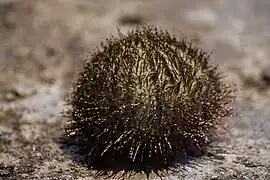 Salmacis belli.
