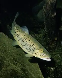 Une truite fario en milieu naturel.