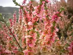 Salsola vermiculata