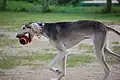 Saluki avec une balle