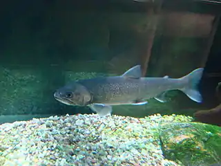 Omble chevalier(Salvelinus alpinus alpinus)