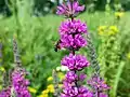 Abeille butinant une salicaire dans la région de Volgograd