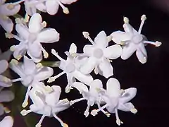 Fleurs.