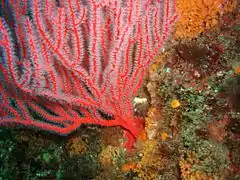 Lophogorgia sp.