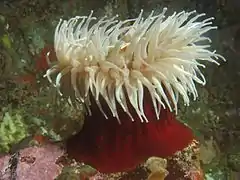 Urticina piscivora