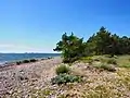 Nature de l'île.