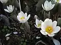 Sanguinaire du Canada (Sanguinaria canadensis)