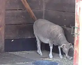 Un mouton de Santa Cruz au :Roger Williams Park Zoo (en) de Providence (Rhode Island).