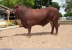 Taureau rouge charpenté à bosse de zébu.