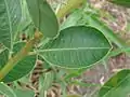 Rameau de Sapium glandulosum dans l'État de Bahia (Brésil).
