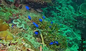 Groupe de Pomacentrus pavo (Sabah, Malaisie)