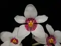 Sarcochilus 'Fitzhart'Sarcochilus fitzgeraldii × Sarcochilus hartmannii