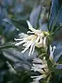 Inflorescence