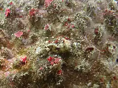 Saron neglectus