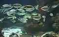 Saupes (Sarpa salpa).
