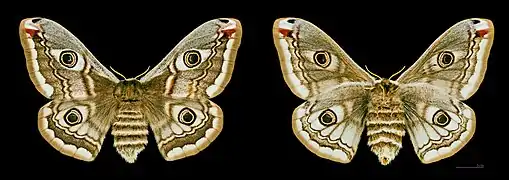 Les deux faces de la femelle MHNT.