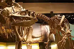 Vue de côté d'un squelette d'un dinosaure théropode.