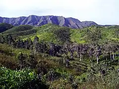 Savane Niaoulis, Nouvelle-Calédonie.