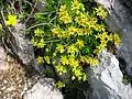 Saxifrage faux Orpin